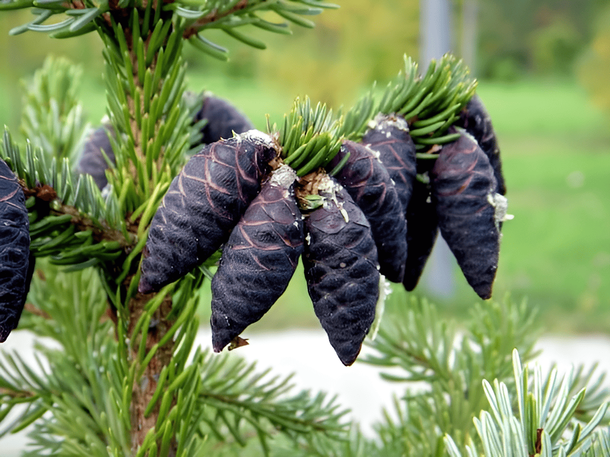black spruce cones on short branches in the Canadian Shield boreal forest