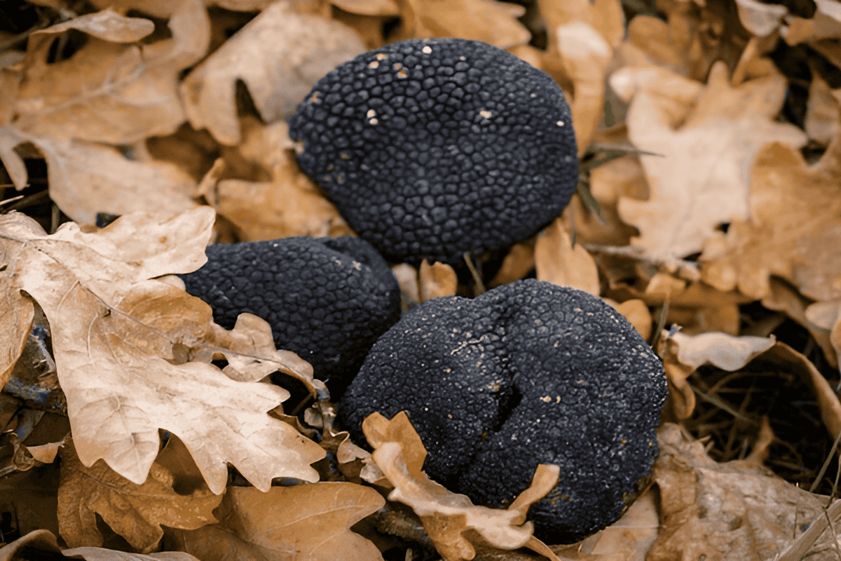 digging for black truffles