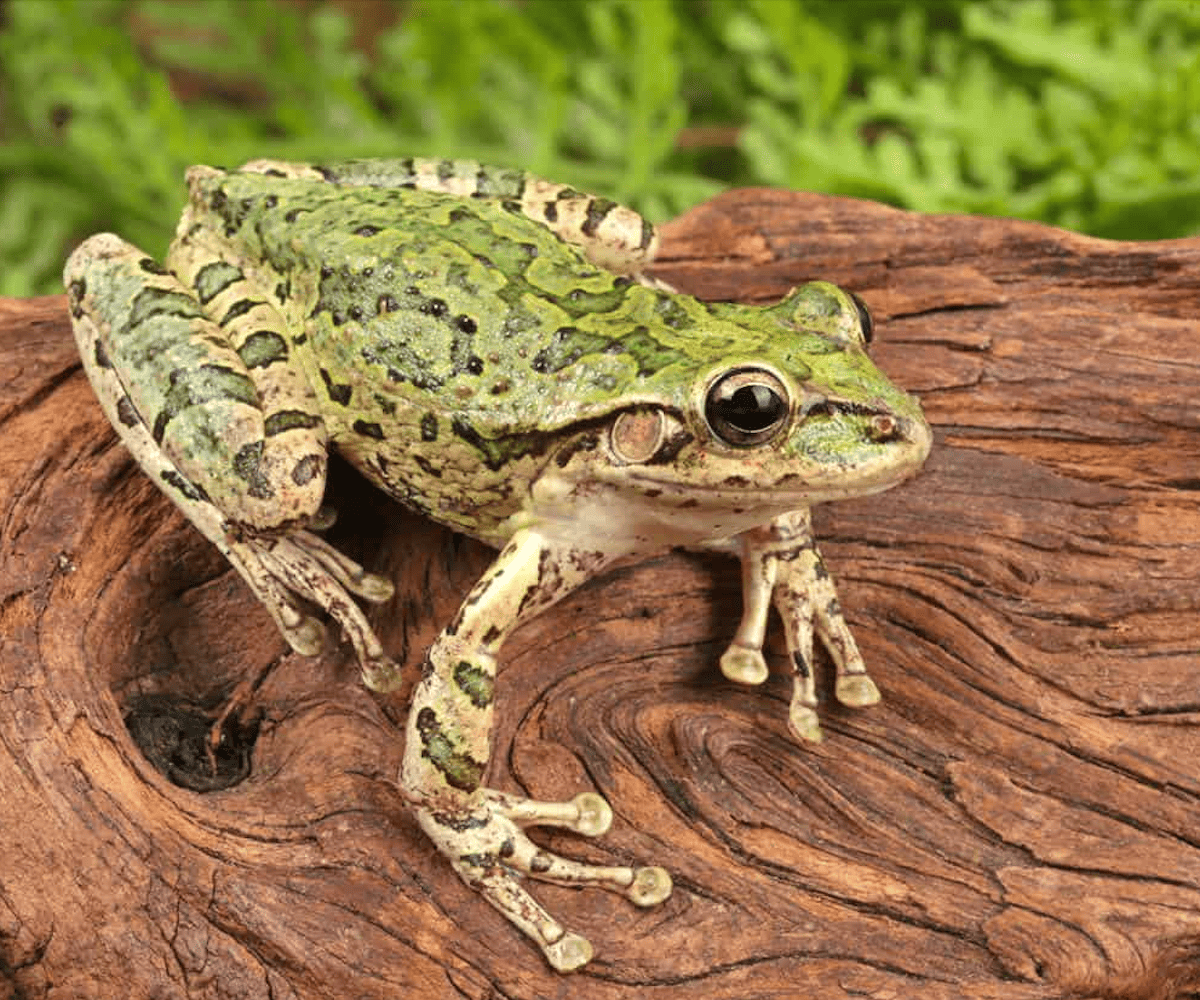 the second most toxic among the poison dart frog species, surpassed in its venomous potency only by the Golden Poison Dart Frog