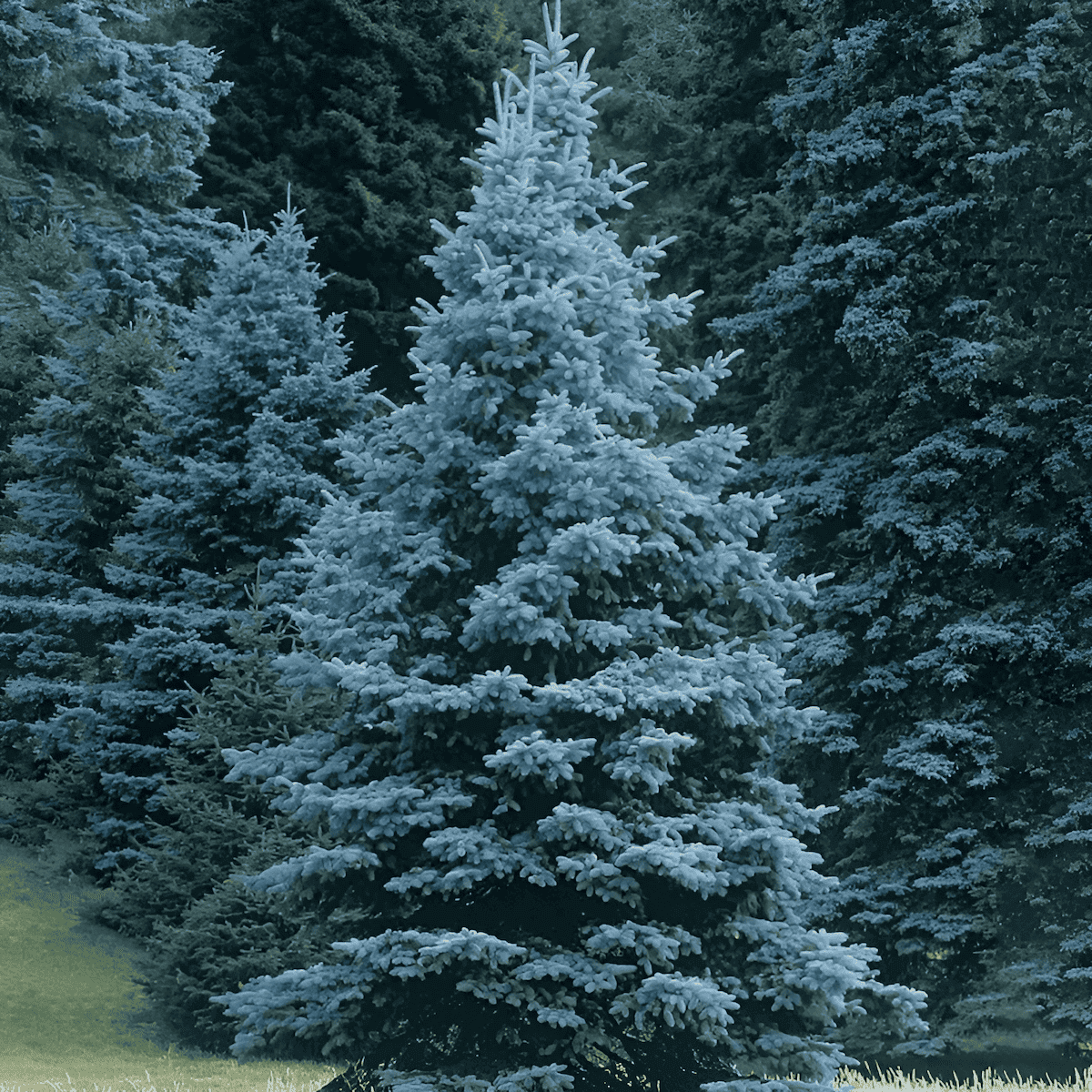 Blue spruce christmas trees ready for harvest
