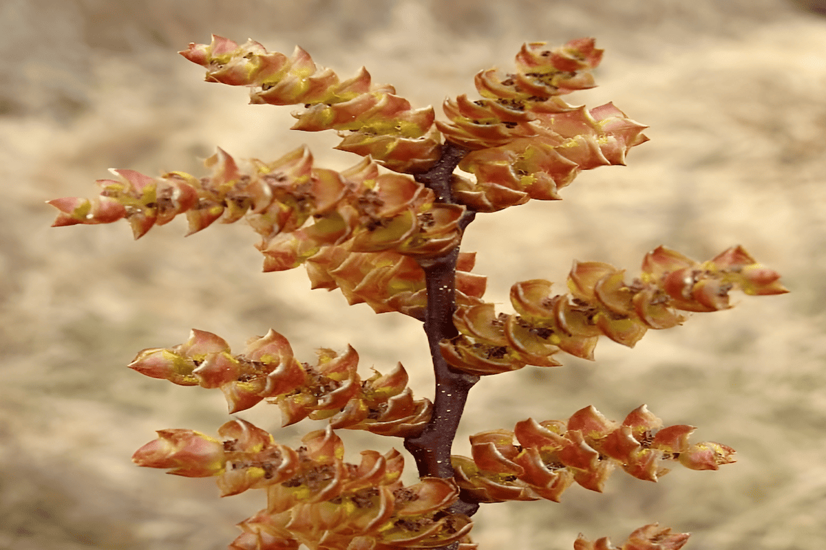 bog myrtle growing in wet, acidic soil