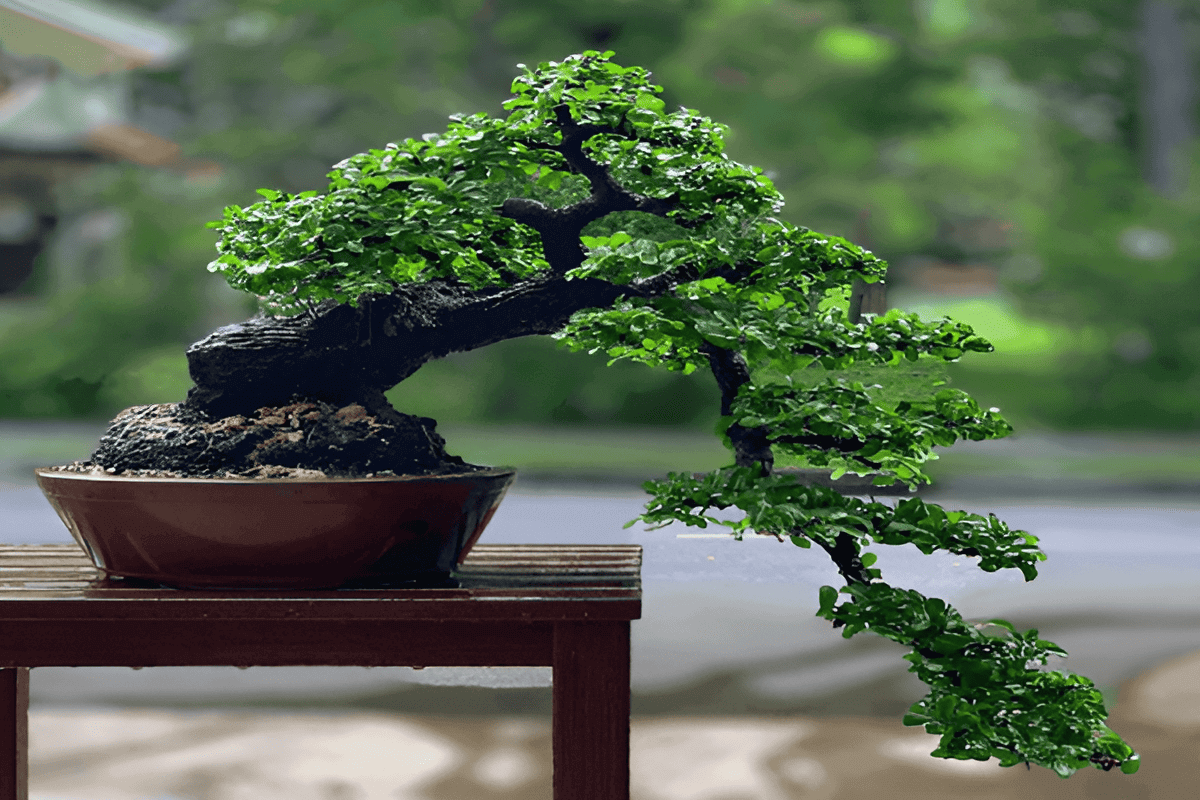 Ebont bonsai tree