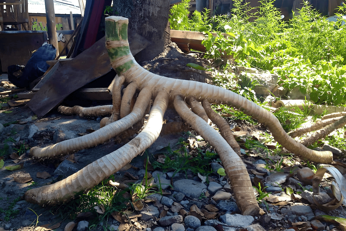 the budding roots and shoots of a tree rhizome