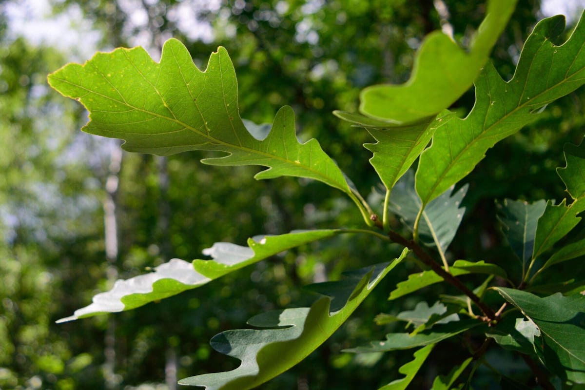 amazing burr oak branches