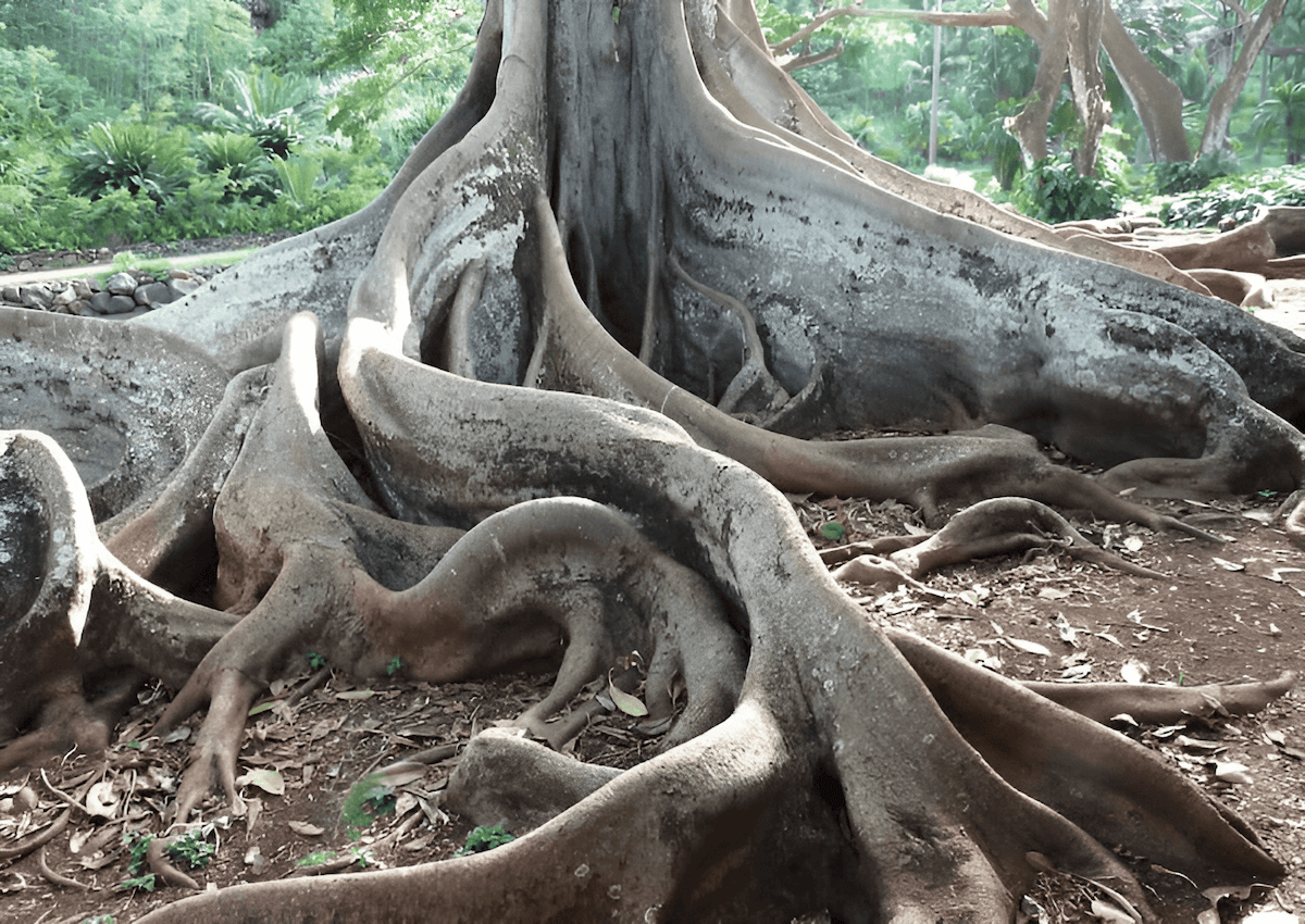 Buttress roots providing structural support to large rainforest trees