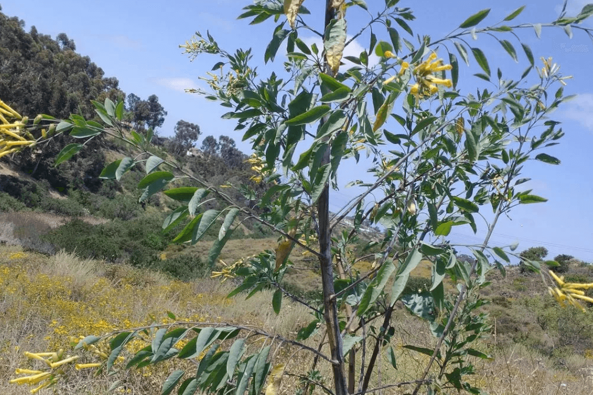 Identify invasive tree species in California