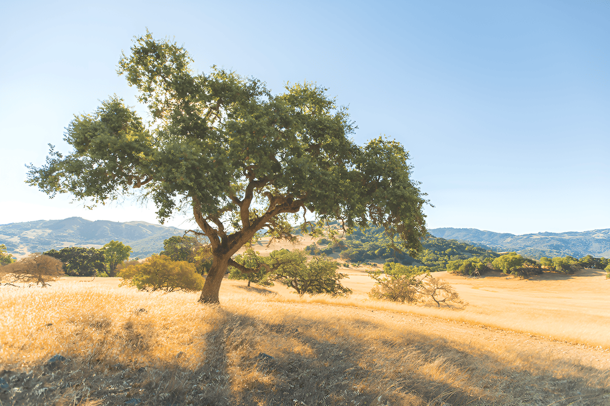 california live oak