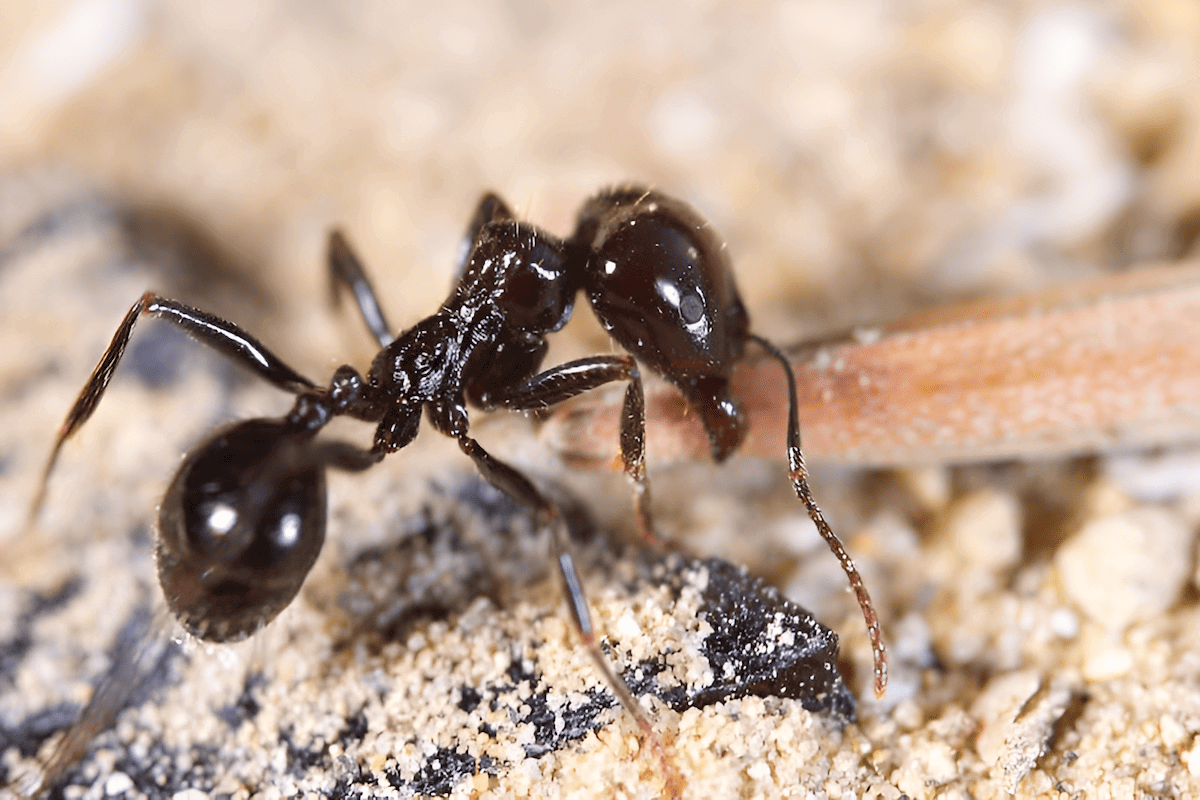 Camponotus carpenter ant close up