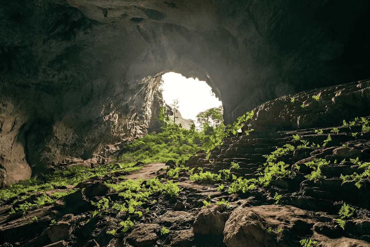 subterranean forest of trees and cave flora growing in a karst sinkhole