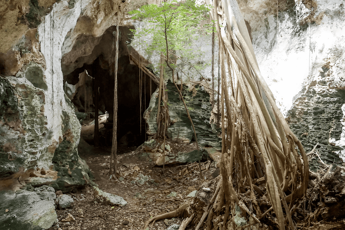 tree roots penetrating deep into fractured rock inside a cave environment