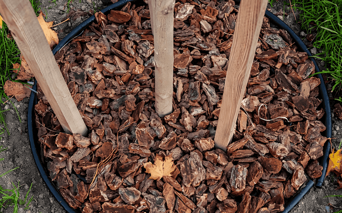 Mulched cherry tree conserving soil moisture and suppressing weeds