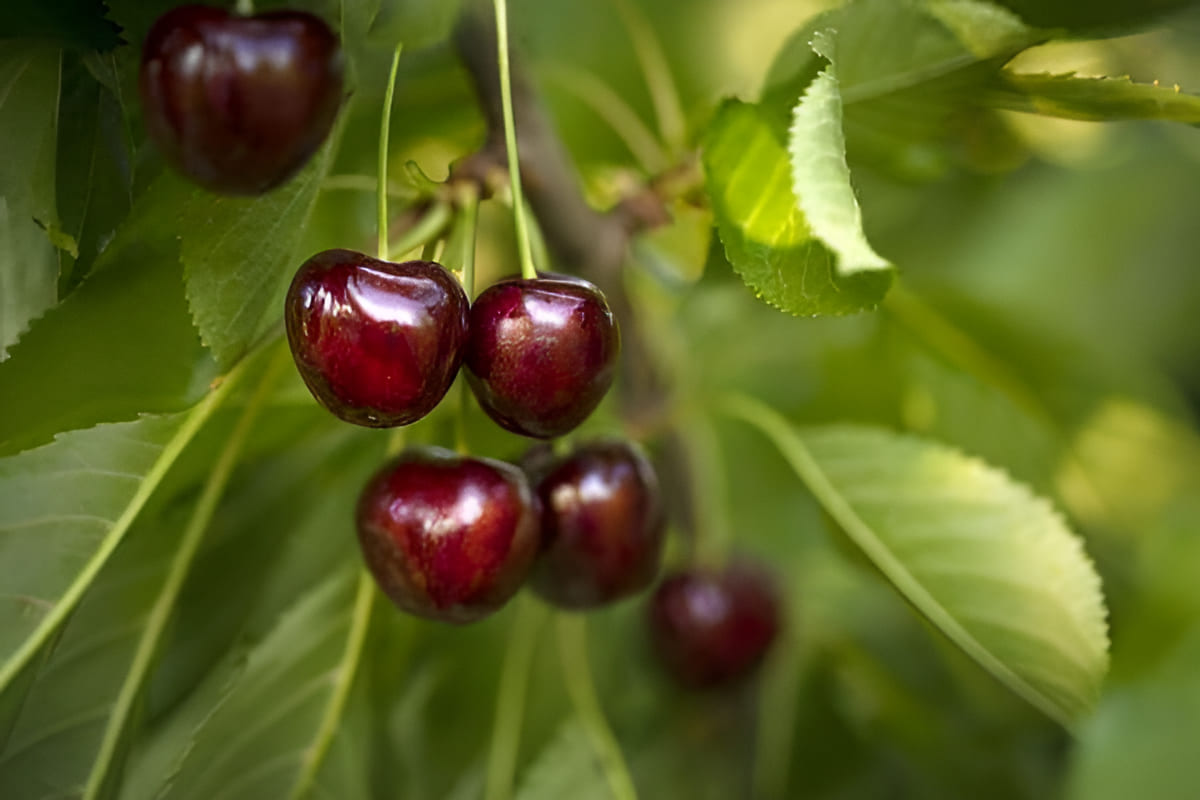 rows of cherry trees loaded with red fruit