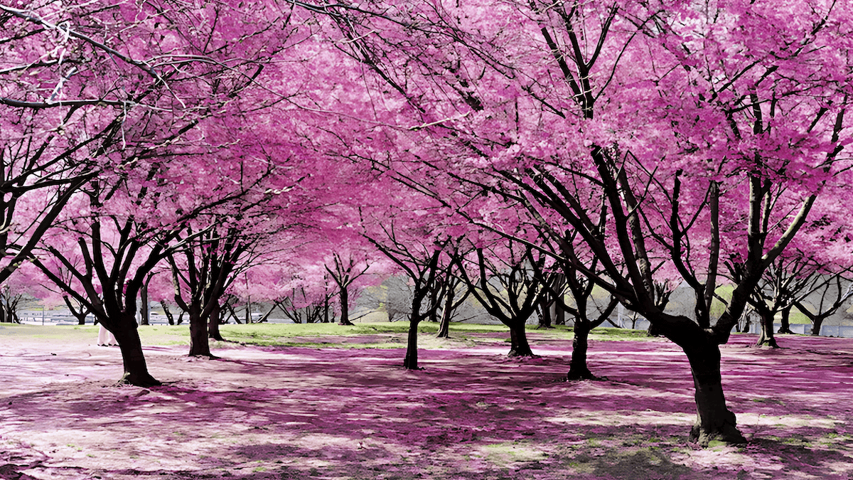 Fruit-bearing cherry trees in a landscaped garden