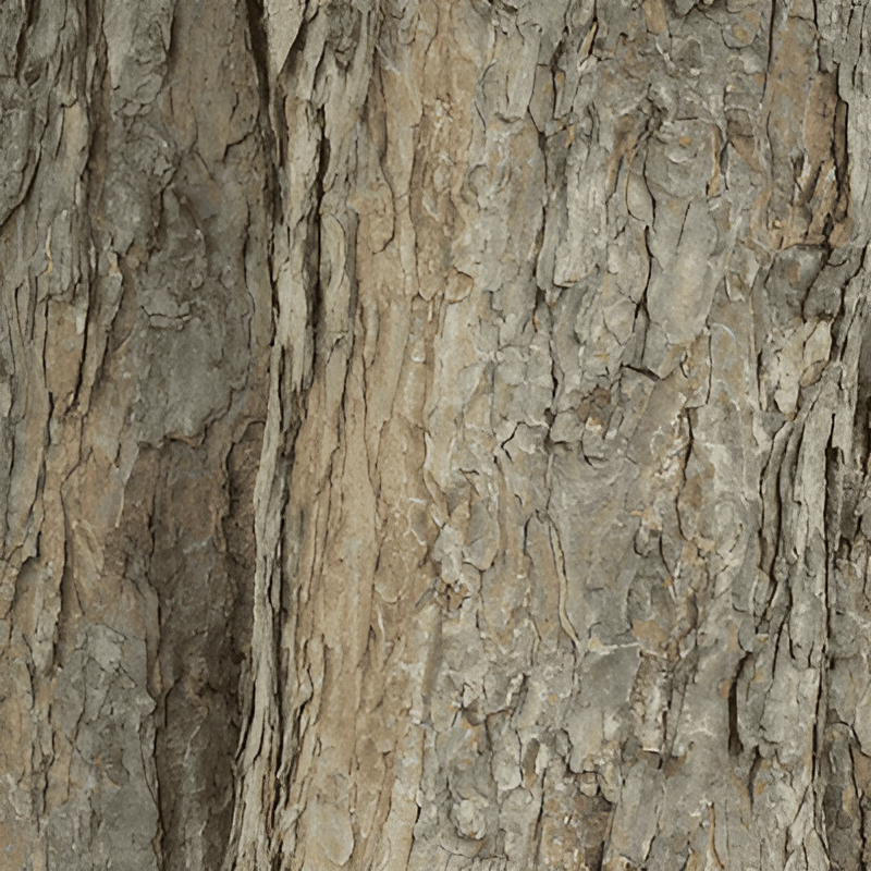 bark of a black chestnut tree