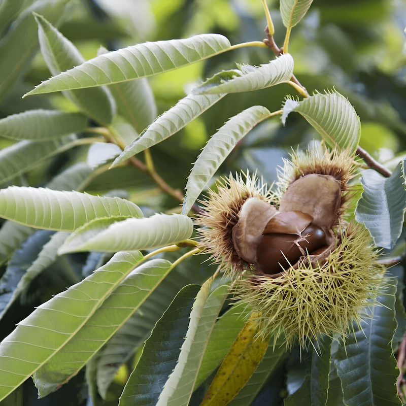american chestnuts