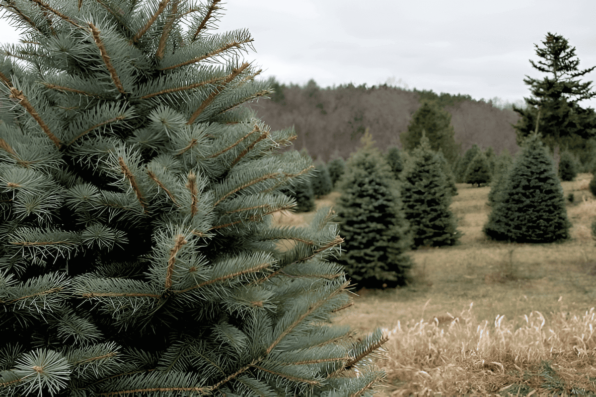 Christmas tree farm growing trees for profit