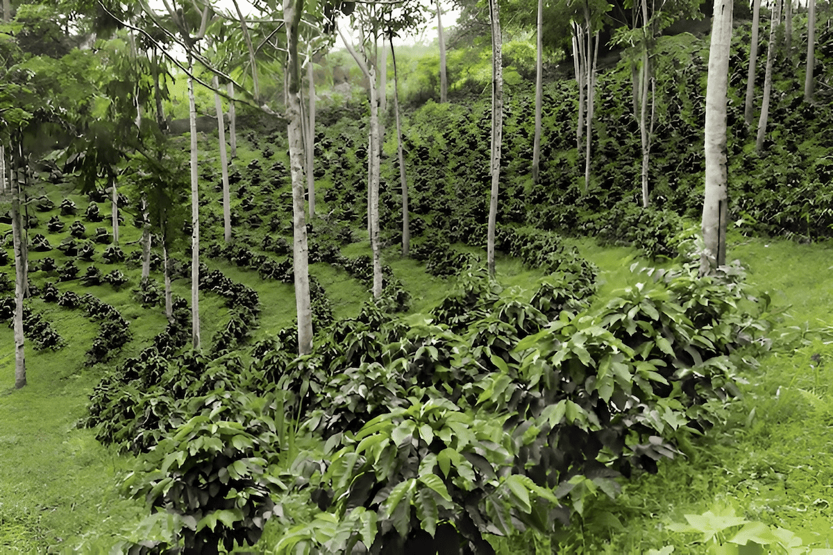 agroforestry - growing trees and coffee together - shade coffee plantations