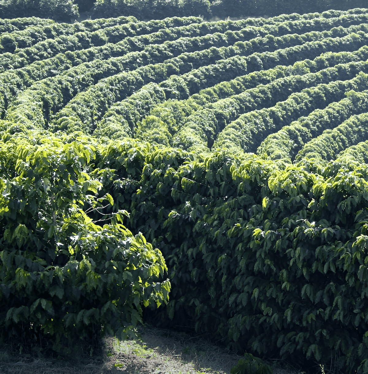 tropical coffee plantations