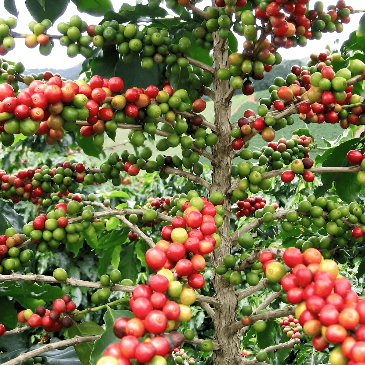 coffee tree or coffee plant