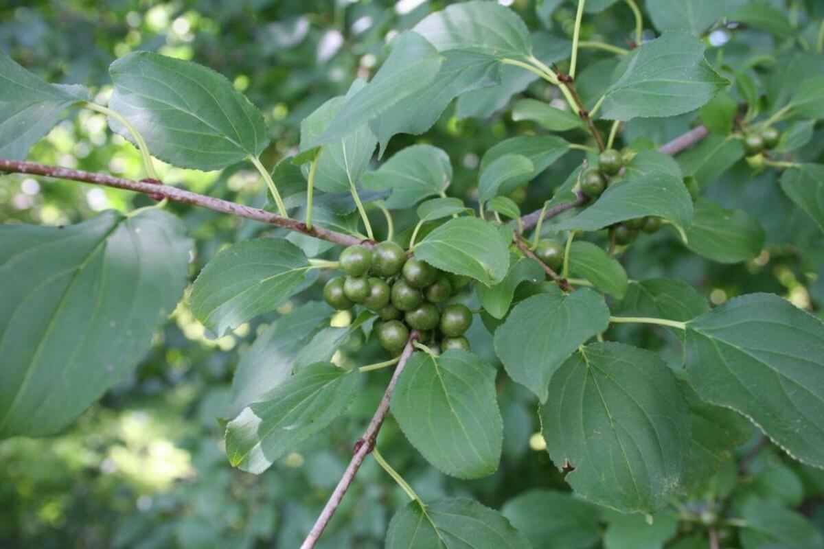 Common buckthorn (Rhamnus cathartica) shrub/tree with oval leaves