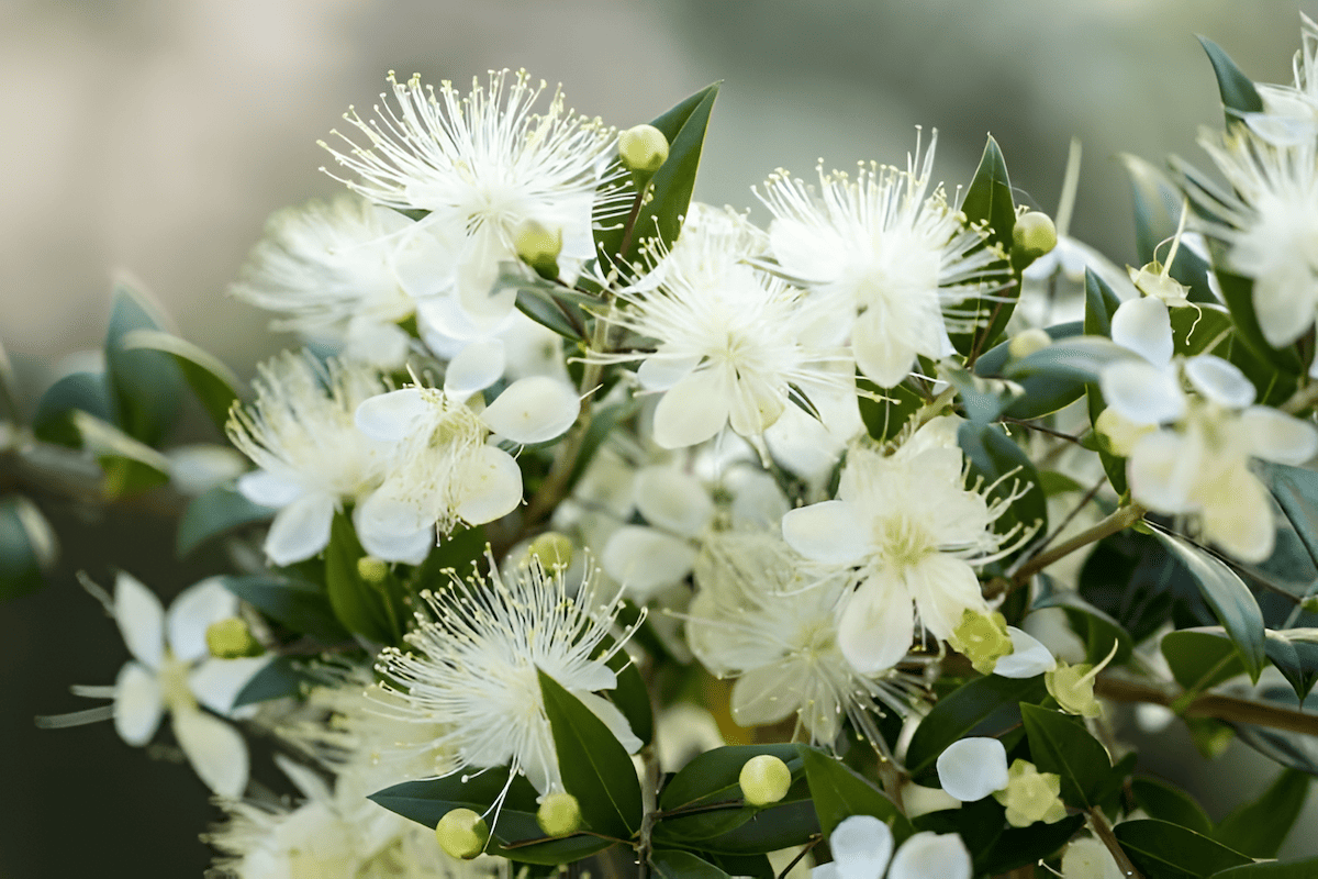 charming, fragrant, star-shaped white myrtle flowers
