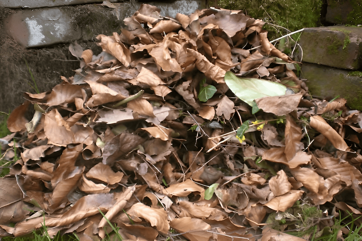 fall tree leaves raked into a pile ready for composting