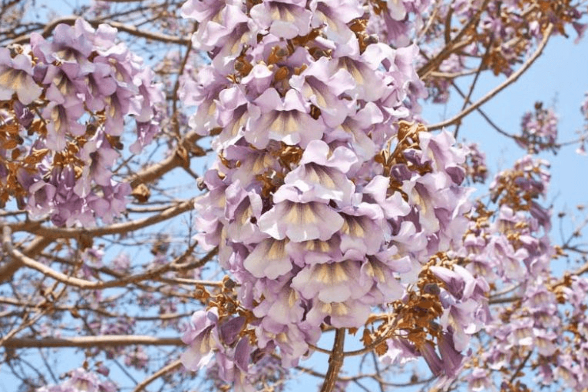 Princess tree (Paulownia tomentosa) invasive tree in New York