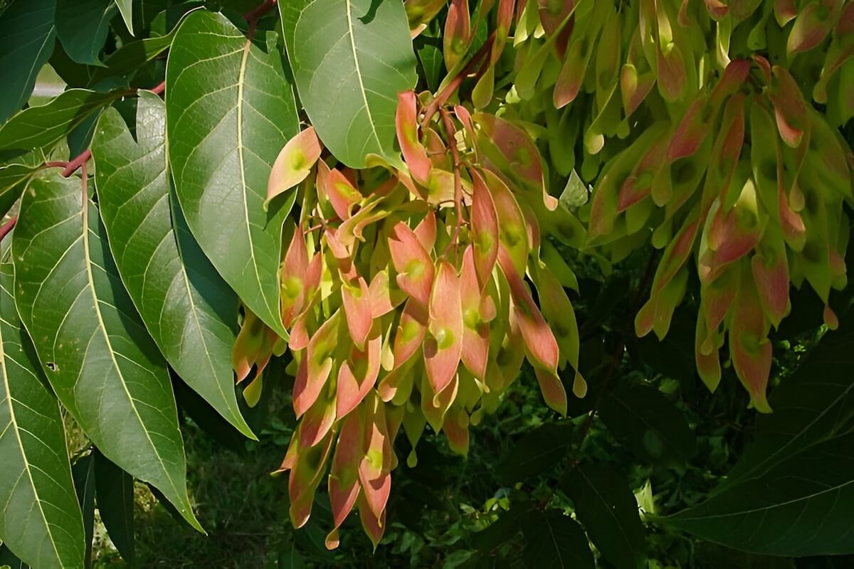 Tree-of-heaven (Ailanthus altissima) invasive tree in New York
