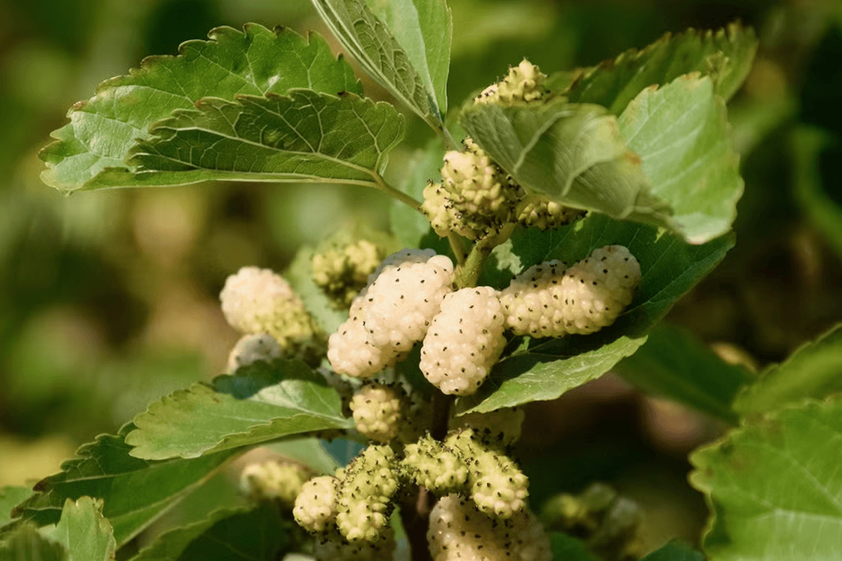 White mulberry (Morus alba) invasive tree in New York