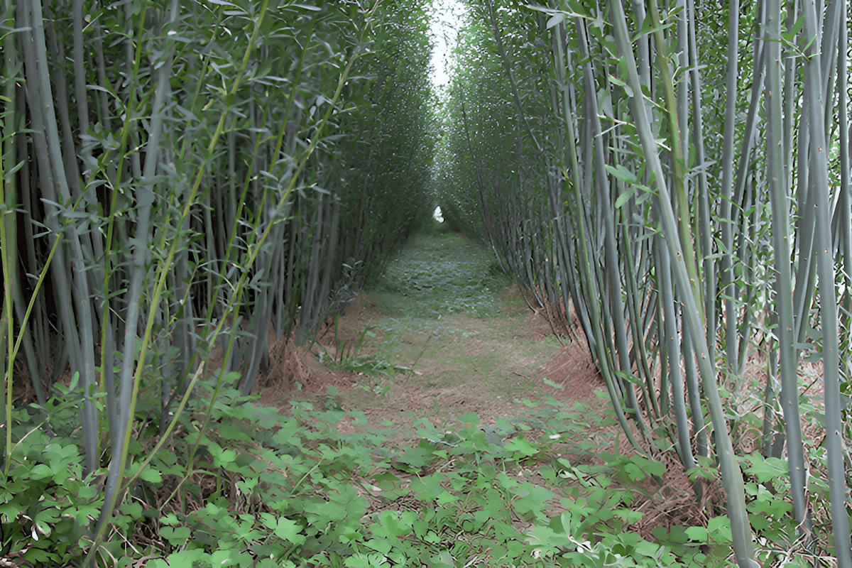 rows of biomass saplings regenerating from the cut stumps of willow trees