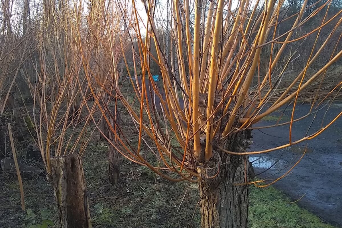 Coppicing willow trees for biomass energy