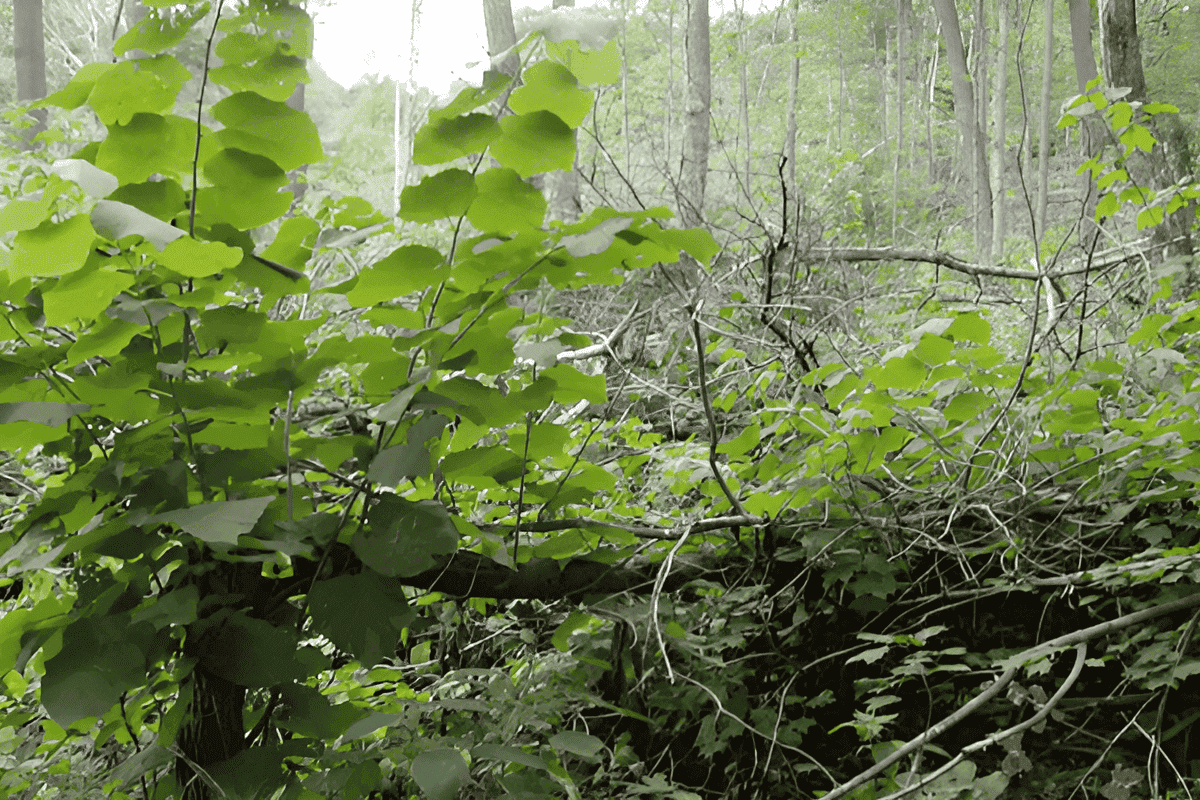growth and regeneration of a new shoot growing from a cut tree stump