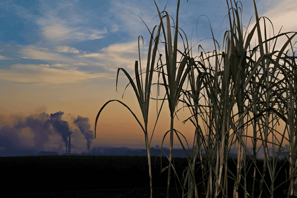 cornfield after harvest with residue used for biomass