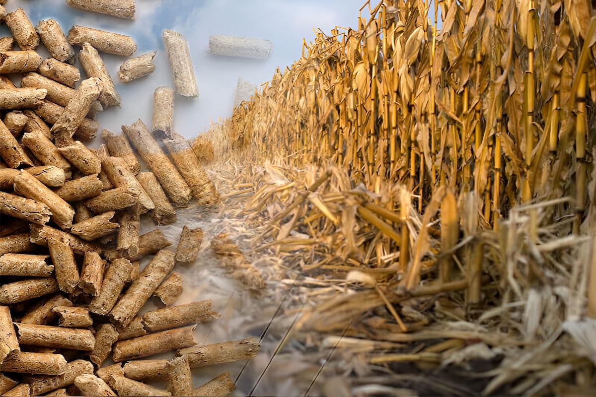 Corn stover biomass crop