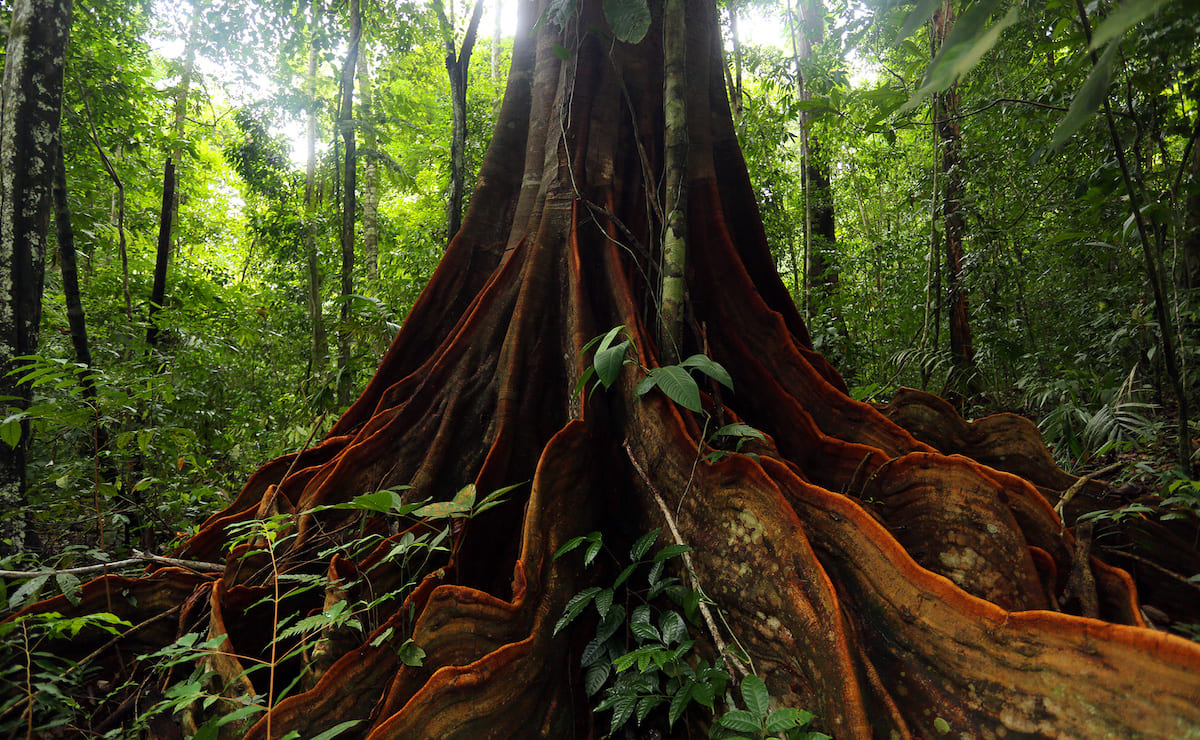 A Brazilian rosewood conservation plantation in Costa Rica