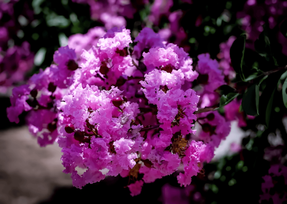 crape myrtle with exfoliating bark and colorful blooms