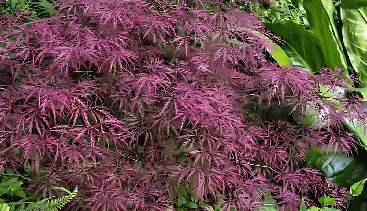 Crimson Queen weeping Japanese maple with purple foliage