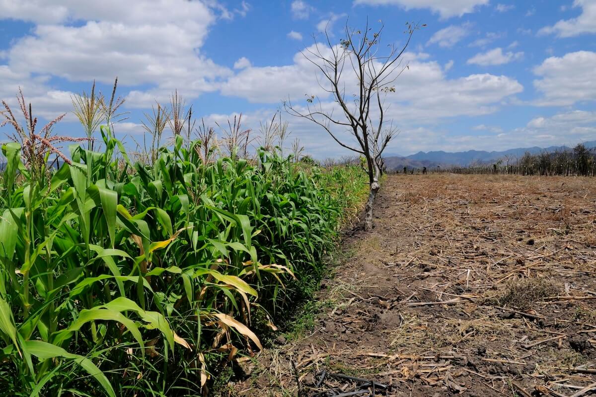 Crop residue biomass conversion into energy using combustion, gasification, and biogas systems