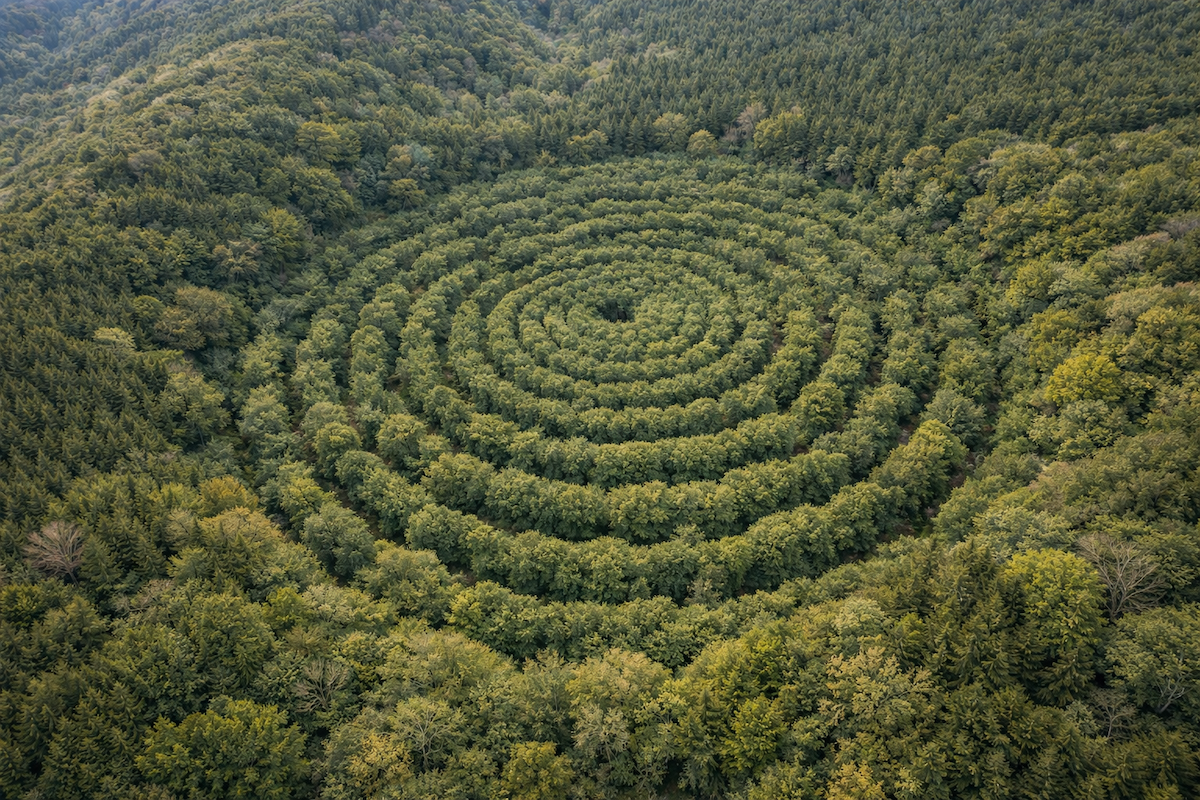 Hardwood tree plantation infographic showing a crop circle planting design for reforestation, biodiversity, carbon capture, and long-term land stewardship.