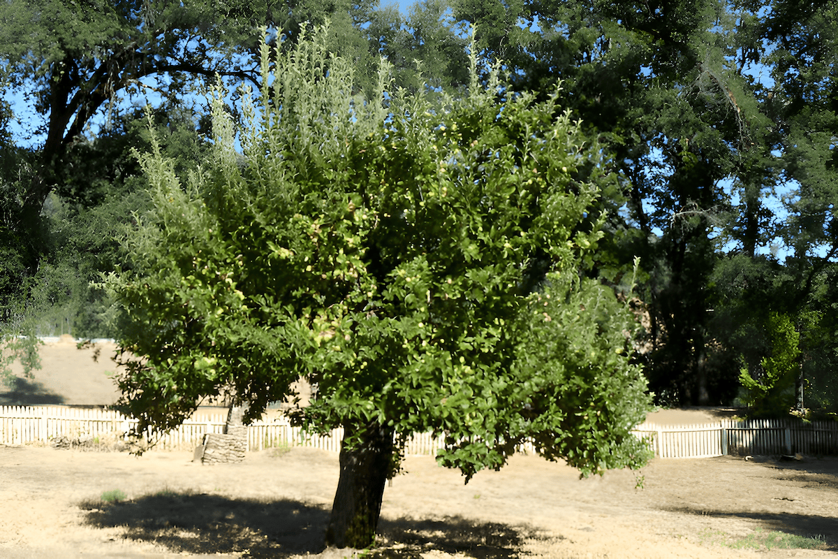 arborist pruning the size and shape of a tree crown for clearance and safety