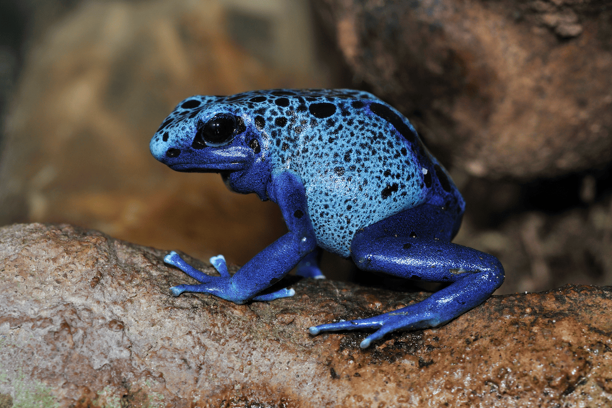 Indigenous to the vibrant locales of Cuba, the Bahamas, and the Cayman Islands