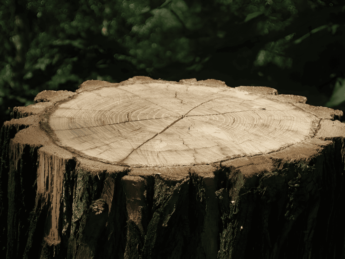 A cut tree stump of a softwood pondorosa pine tree