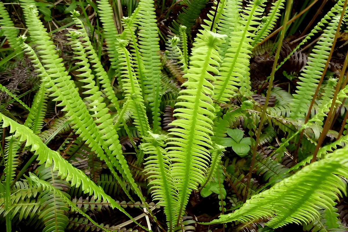 blechnum spicant