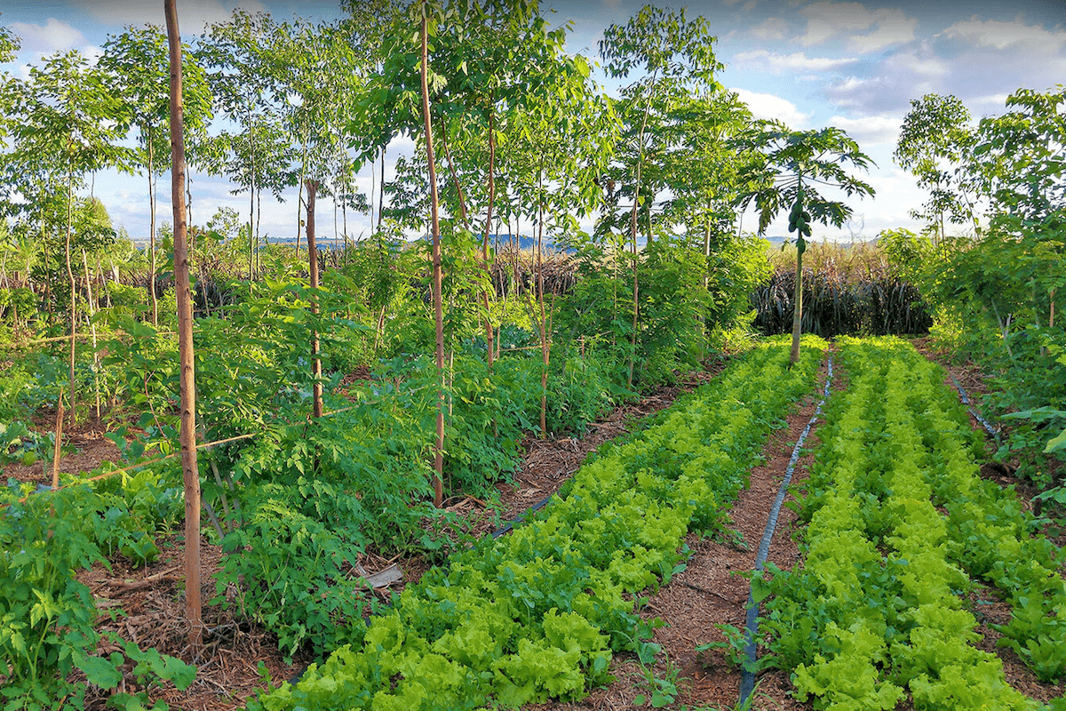 Agroforestry system in arid region with rows of crops growing between young trees using water-efficient irrigation and soil-building practices