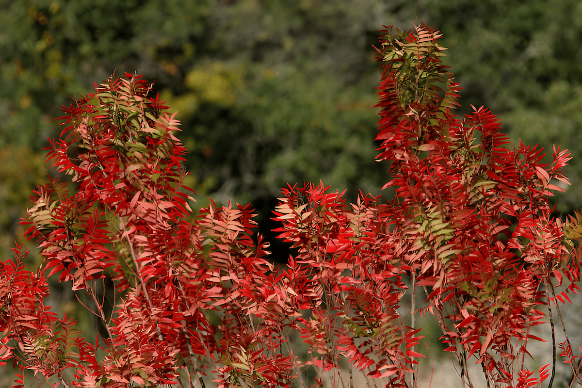 desert sumac shrub thriving in an arid Arizona landscape