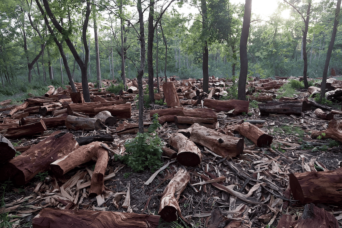 deforestation and the legal right to protect forests