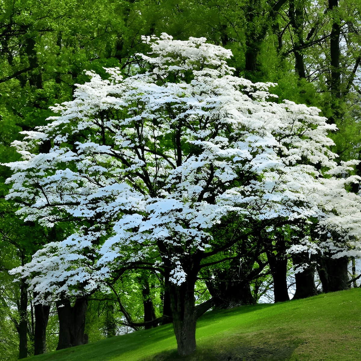 a blossoming dogwood tree with white spring flowers