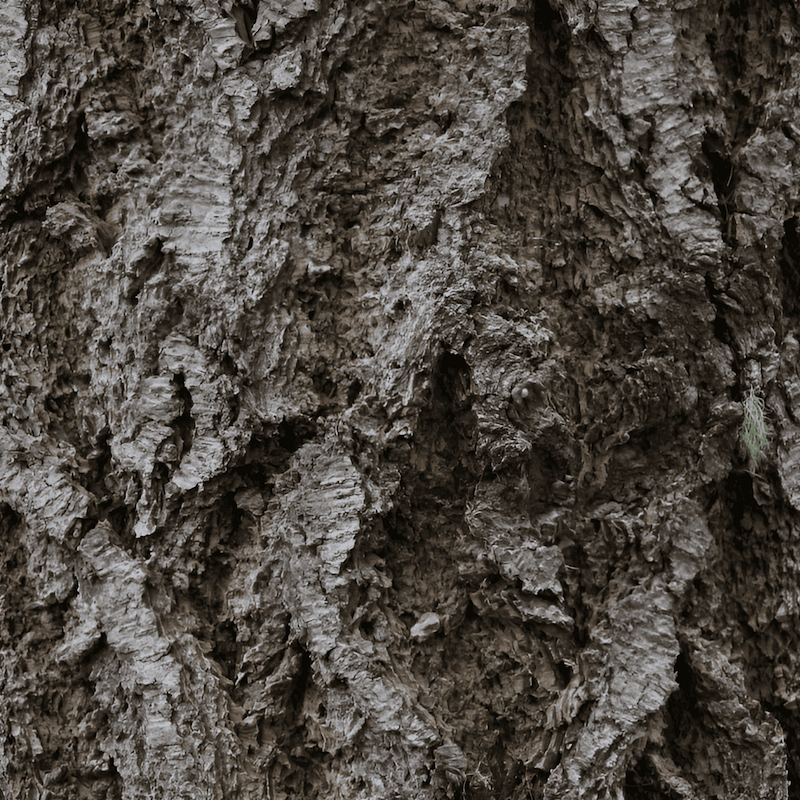 the bark of a douglas fir tree trunk