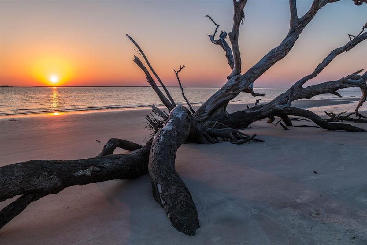 Driftwood beaches USA with logs and branches washed ashore on East, Gulf, and West Coast shorelines