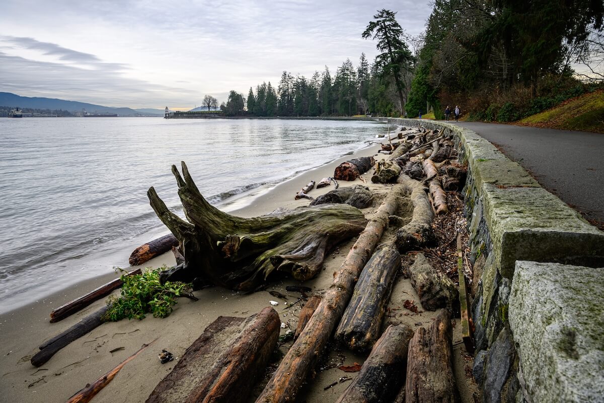 Driftwood logs and root system along coastal shoreline showing beach erosion control and natural sand accumulation